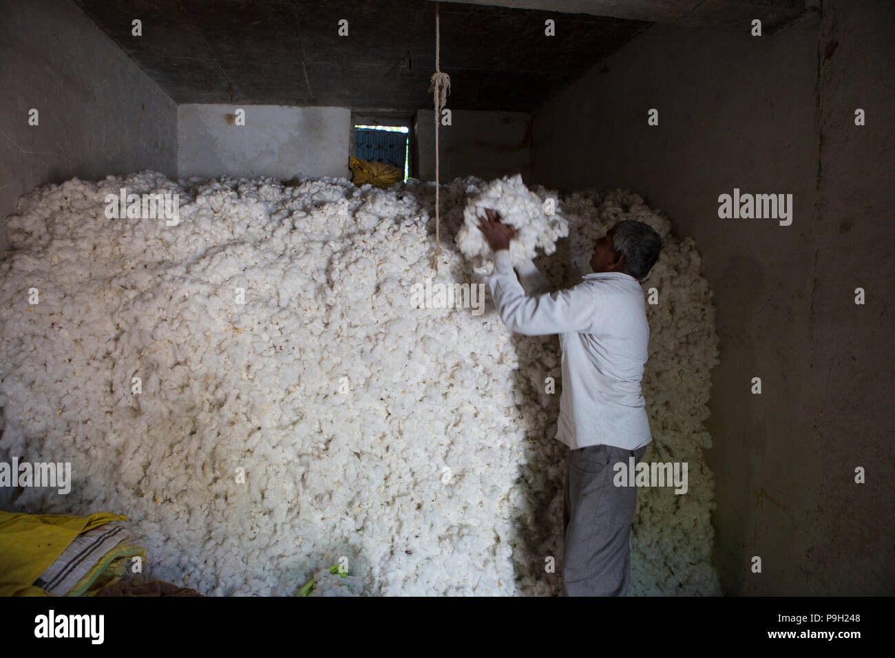 Un agricoltore immagazzinare il suo cotone organico nel suo granaio. Foto Stock