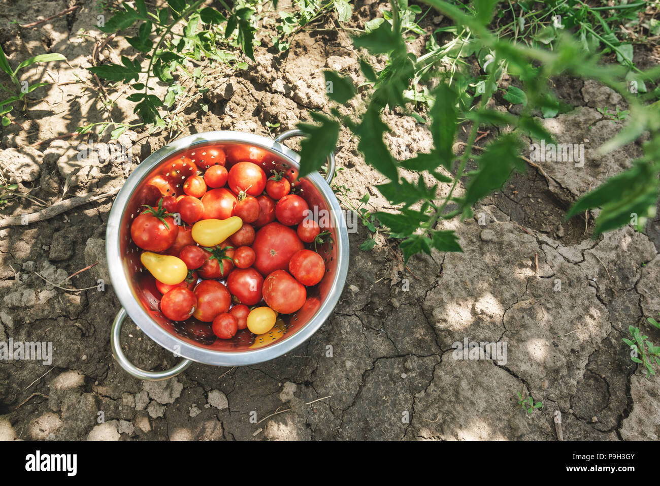 Organico raccolto di pomodoro appena raccolto ortaggio dal giardino. Foto Stock