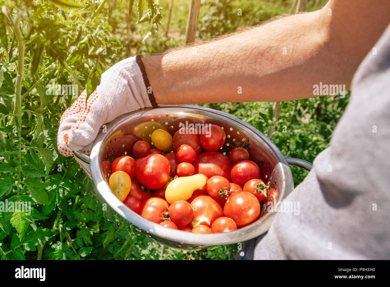 Organico raccolto di pomodoro. L'agricoltore che detiene appena raccolto ortaggio dal giardino. Foto Stock