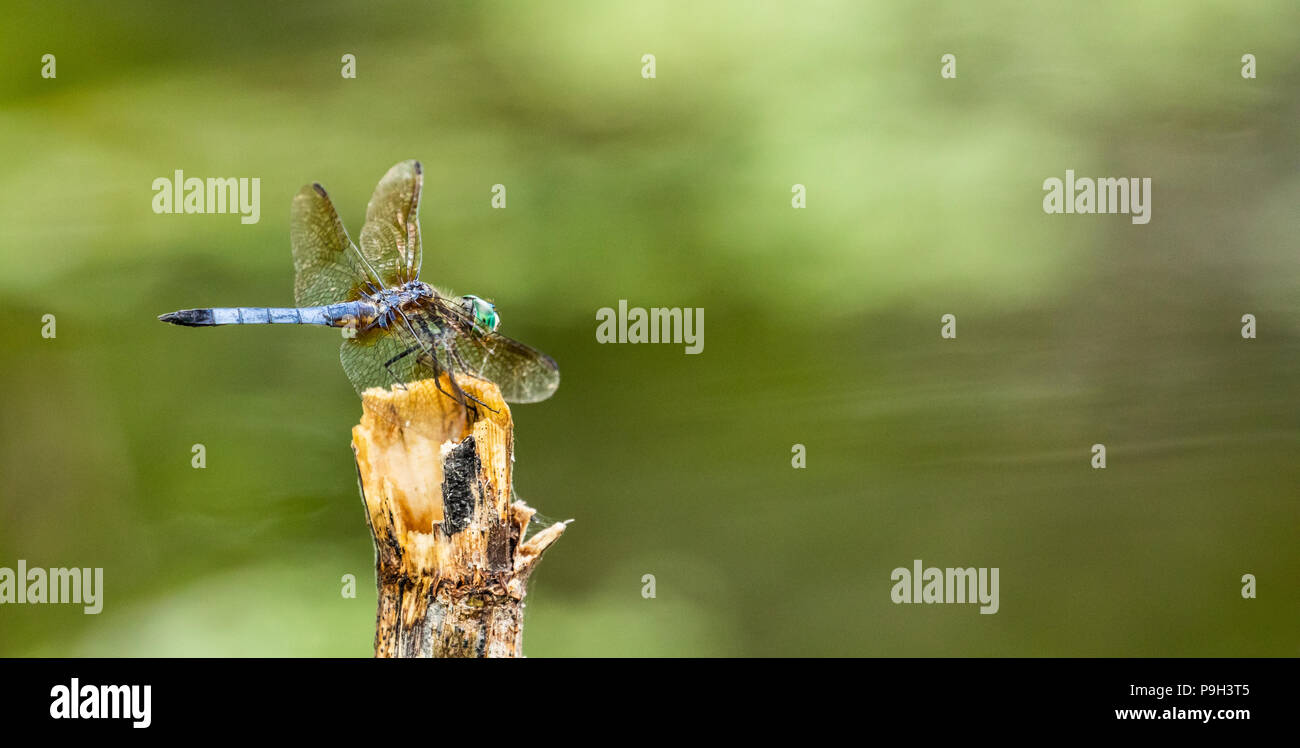 Dragon Fly azienda su nel vento Foto Stock