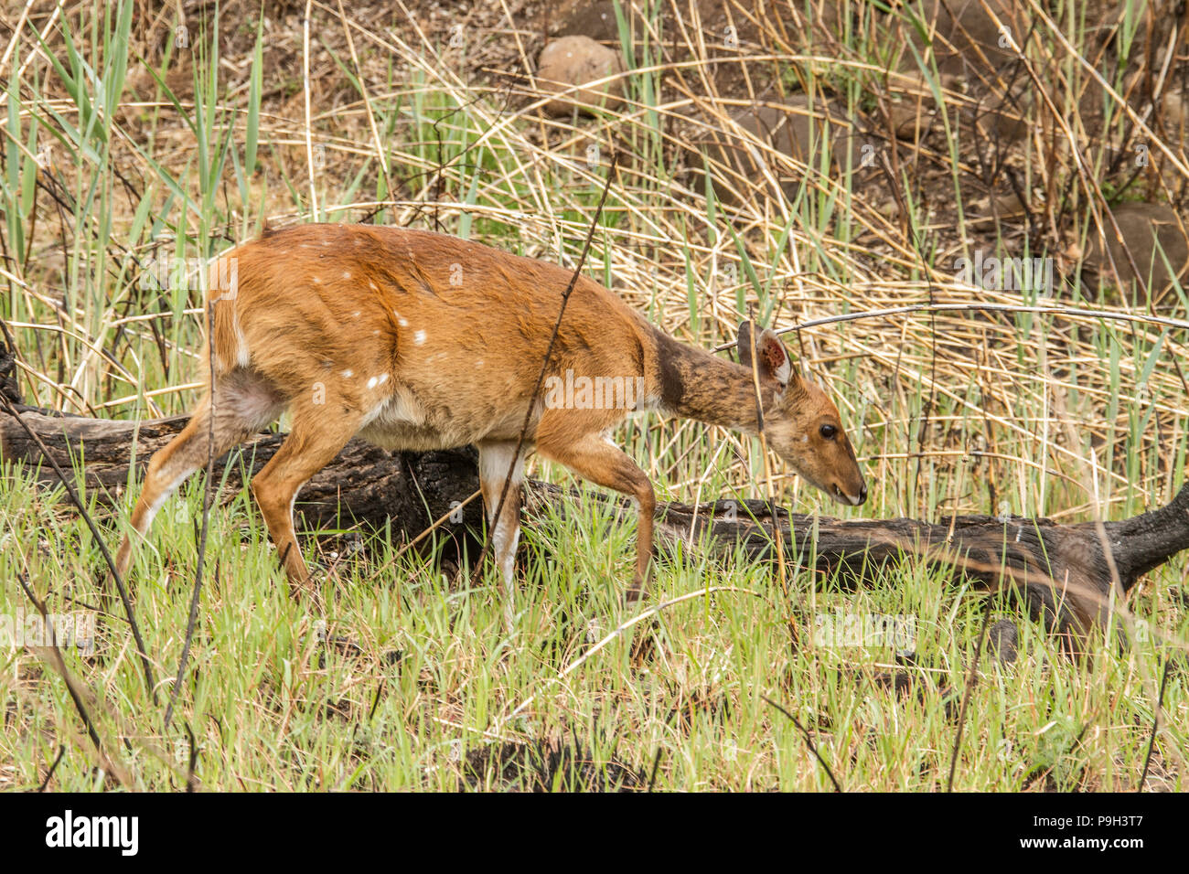 Imbabala o Cape bushbuck - Tragelaphus scriptus - alla ricerca di curiosità intorno a un albero morto nel Royal Natal National Park, Drakensberg, Sud Africa. Foto Stock