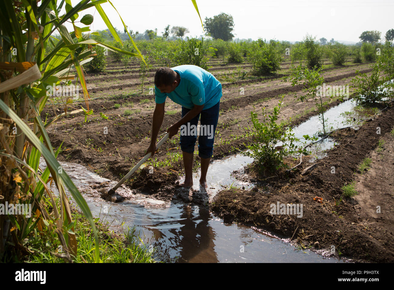 Un agricoltore di irrigazione delle piante il suo utilizzo allagare irrigazione. Questo è estremamente dispendioso in termini di tempo e di rifiuti un sacco di acqua. Foto Stock