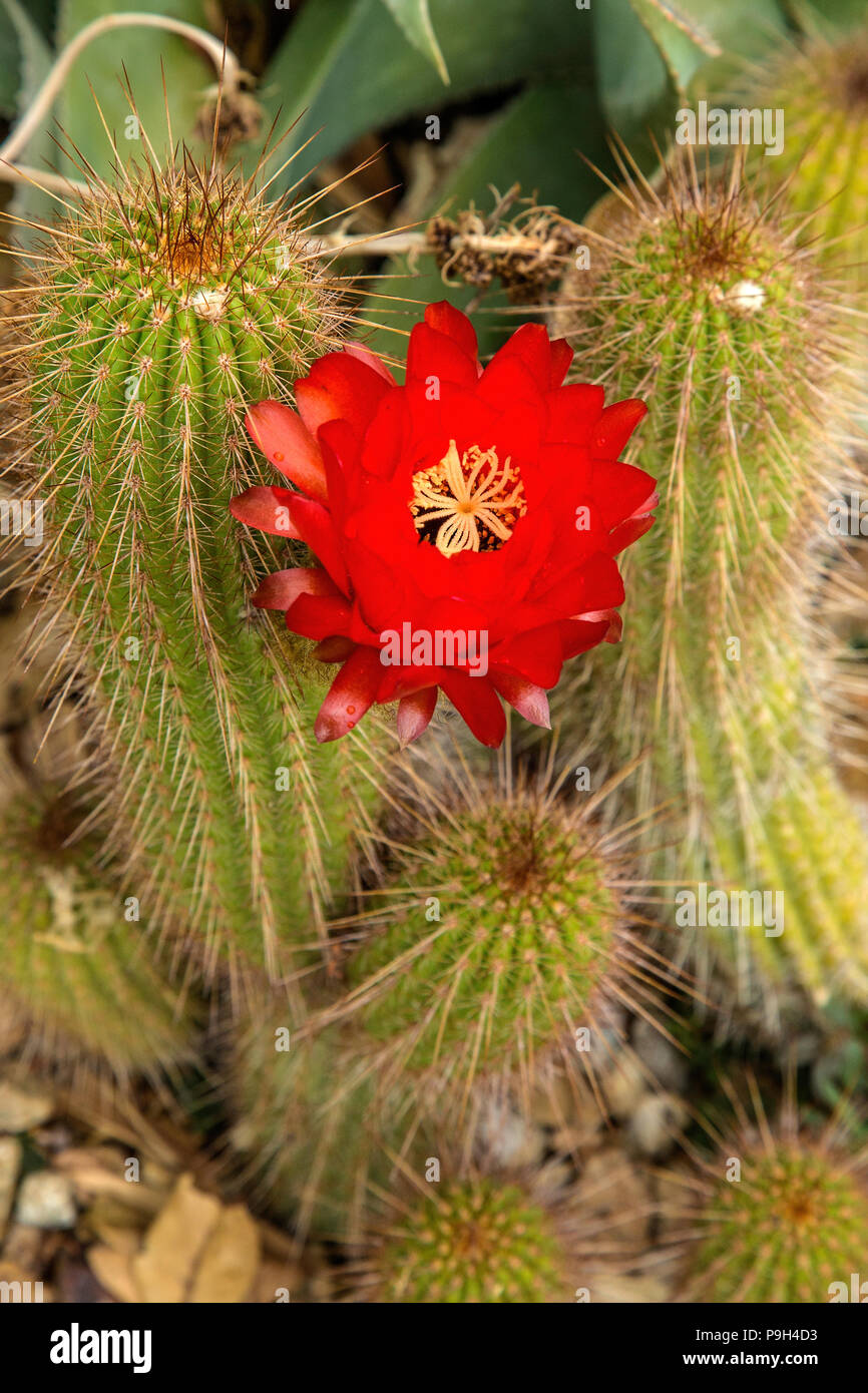 Rosso brillante fiore di cactus di arachidi - Chamaecereus silvestrii - Foto Stock