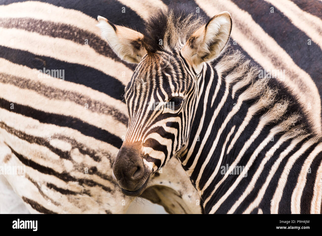 Un adulto Chapmans Zebra visto accanto la sua tre giorni di età bambino in Gloucestershire durante l'estate del 2018. Foto Stock