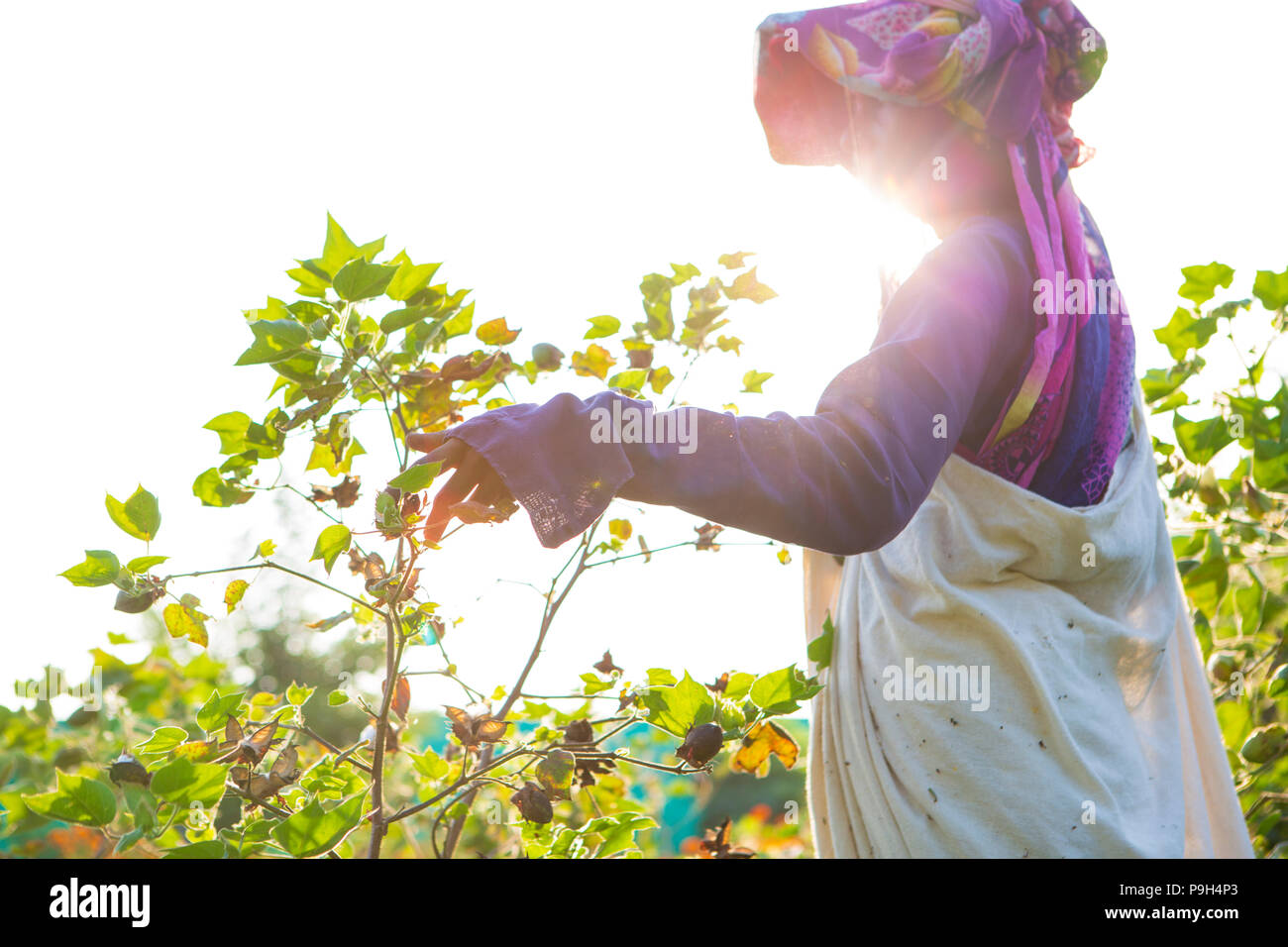 Una raccoglitrice di cotone cotone picking, retroilluminati da sole, India Foto Stock
