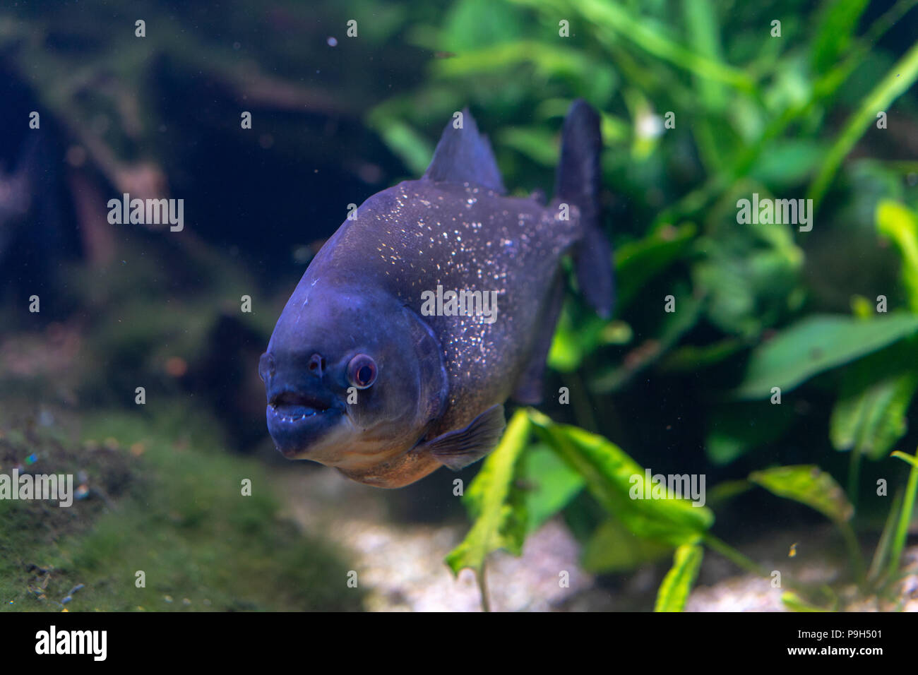 Pygocentrus nattereri anche sapere come rosso Piranham panciuto, pesce amazonian Foto Stock