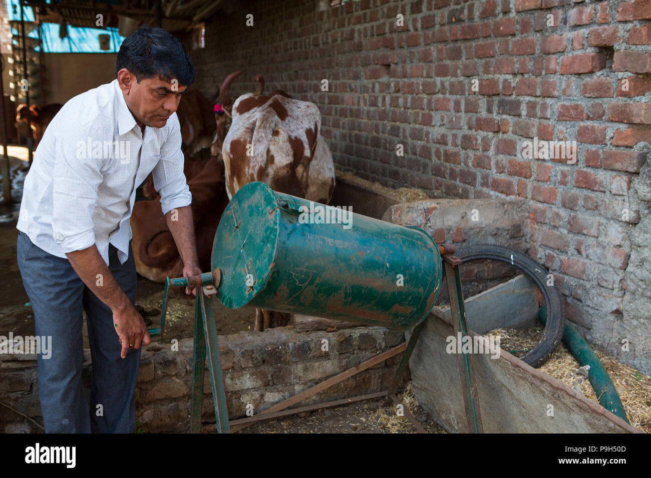 Un cotone organico agricoltore rendendo concime organico sulla sua azienda Madhya Pradesh, India. Foto Stock