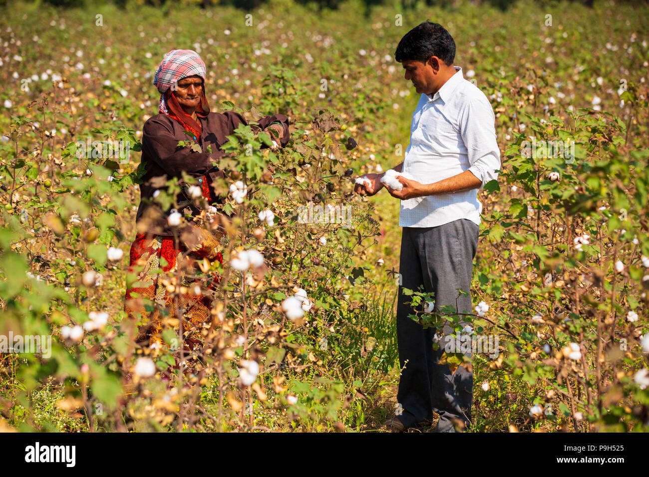 Un cotone organico agricoltore controllo suo cotone organico sulla sua fattoria di cotone nel Madhya Pradesh, India. Foto Stock
