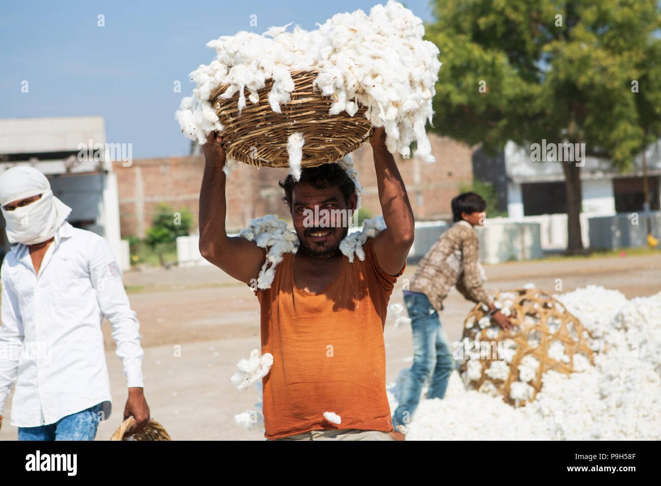 Un uomo che porta un cesto di cotone organico sopra la sua testa presso le imprese di sgranatura del cotone nel Madhya Pradesh, India. Foto Stock