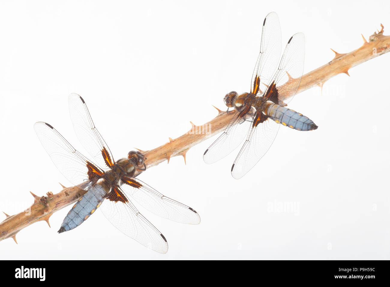 Una coppia di maschio ampia corposo chaser di libellule, Libellula depressa, fotografata in uno studio prima del rilascio. Nord Inghilterra Dorset Regno Unito GB Foto Stock