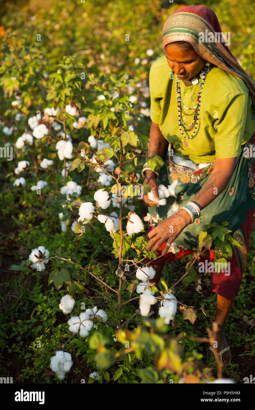 Un agricoltore la raccolta di cotone organico sulla loro azienda a conduzione familiare in Sendhwa, India. Foto Stock