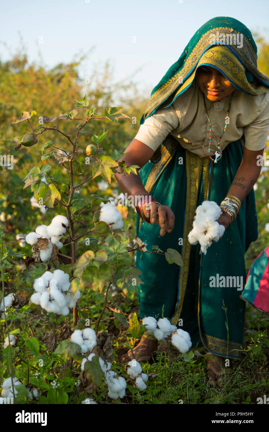 Un agricoltore la raccolta di cotone organico sulla loro azienda a conduzione familiare in Sendhwa, India. Foto Stock