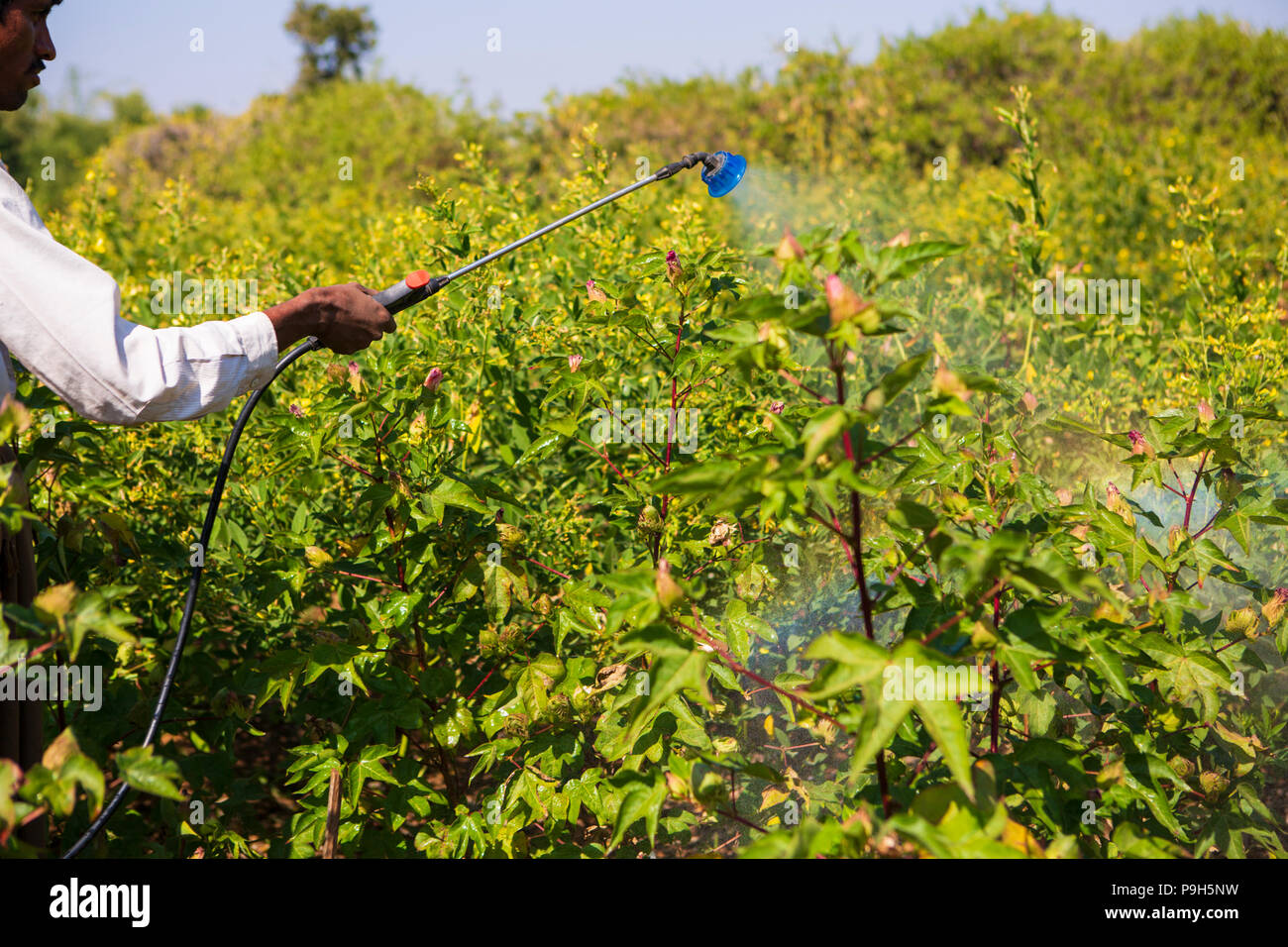 Un agricoltore la spruzzatura di pesticidi organici sul suo raccolto di cotone. Foto Stock