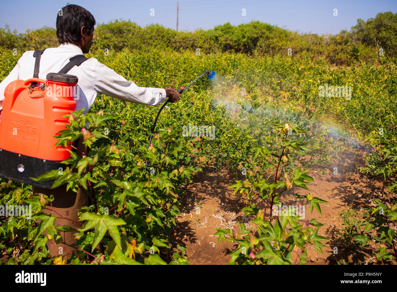 Un agricoltore la spruzzatura di pesticidi organici sul suo raccolto di cotone. Foto Stock