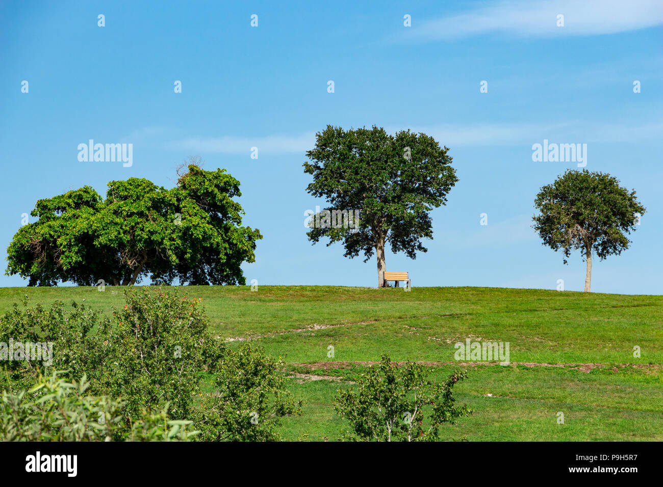 Unico parco vuoto banco sotto albero su erba verde collina contro il cielo blu - Vista Parco Vista, Davie, Florida, Stati Uniti d'America Foto Stock