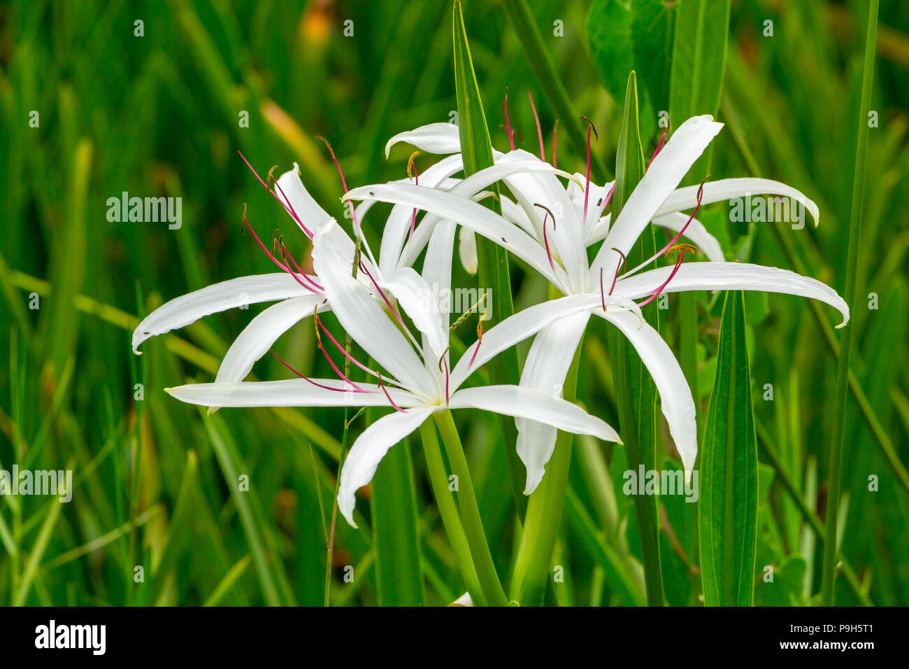 Swamp lily (Crinum americanum) fiore closeup - Topeekeegee Yugnee (TY) Park, Hollywood, Florida, Stati Uniti d'America Foto Stock