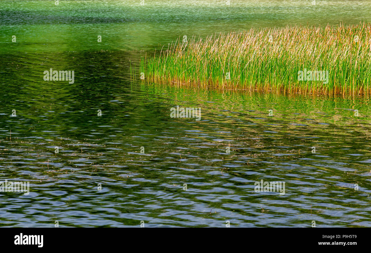 Cattails meridionale (Typha domingensis) in un lago verde - Topeekeegee Yugnee (TY) Park, Hollywood, Florida, Stati Uniti d'America Foto Stock