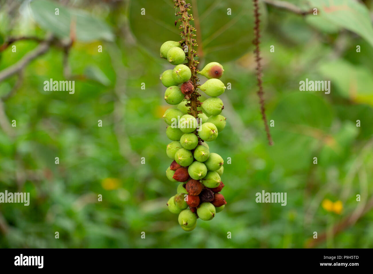 Seagrape (Coccoloba uvifera) frutta closeup, verde - Topeekeegee Yugnee (TY) Park, Hollywood, Florida, Stati Uniti d'America Foto Stock