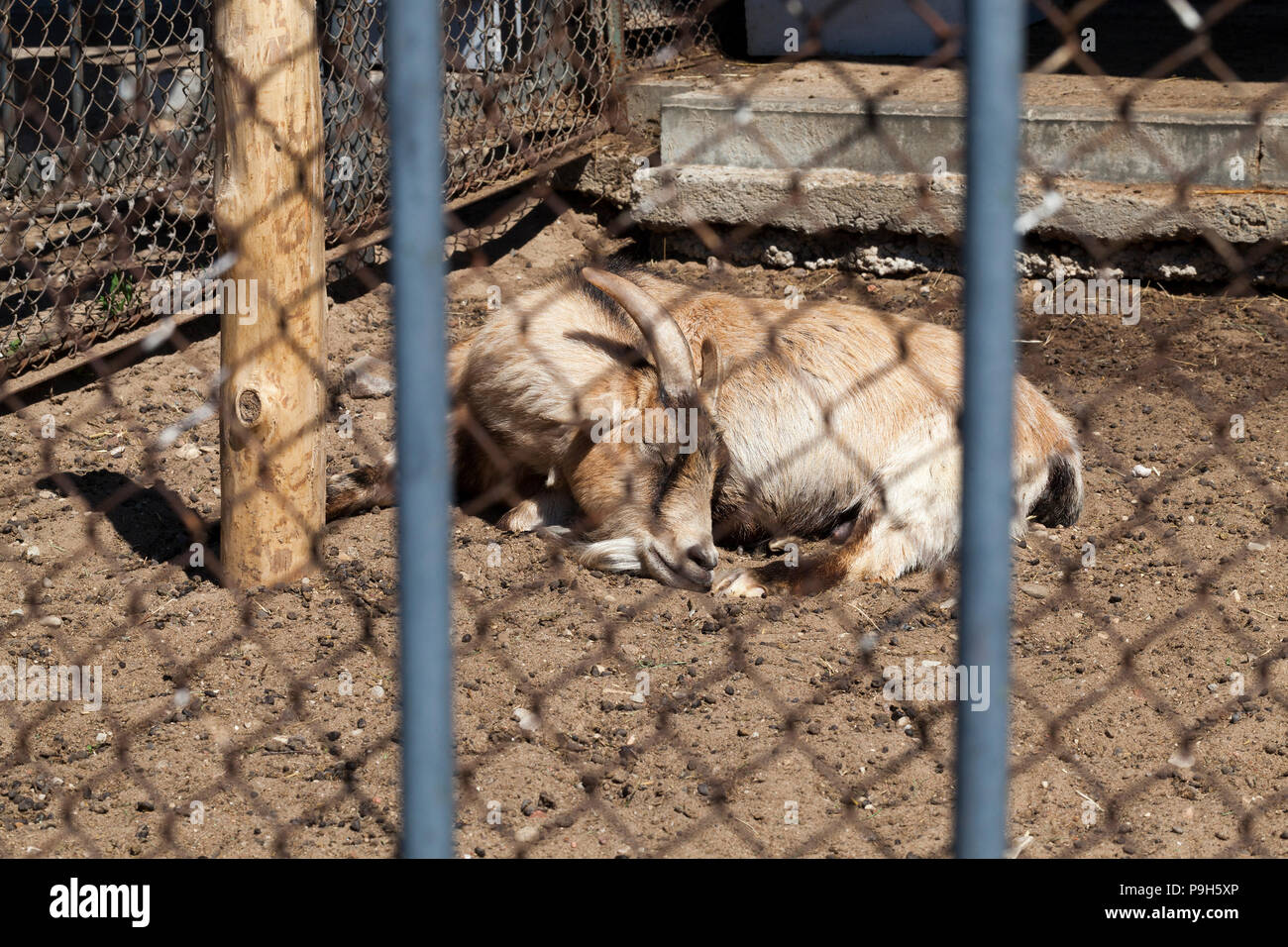 Giacente sul terreno di capra di colore della luce, l'animale è in una piccola cella del giardino zoologico, close-up Foto Stock