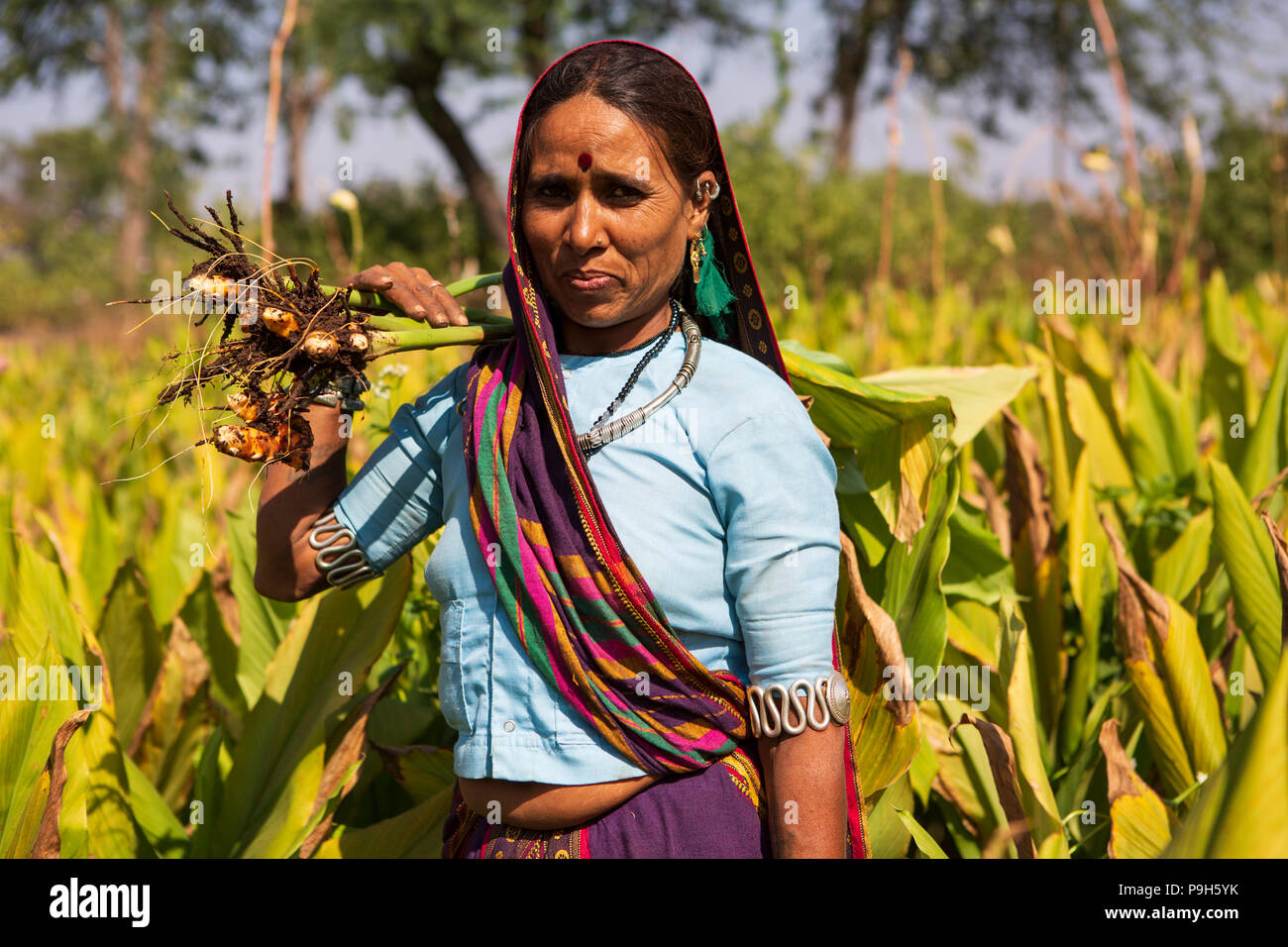 Una donna picking curcuma sulla loro fattoria in Sendhwa, India. Foto Stock