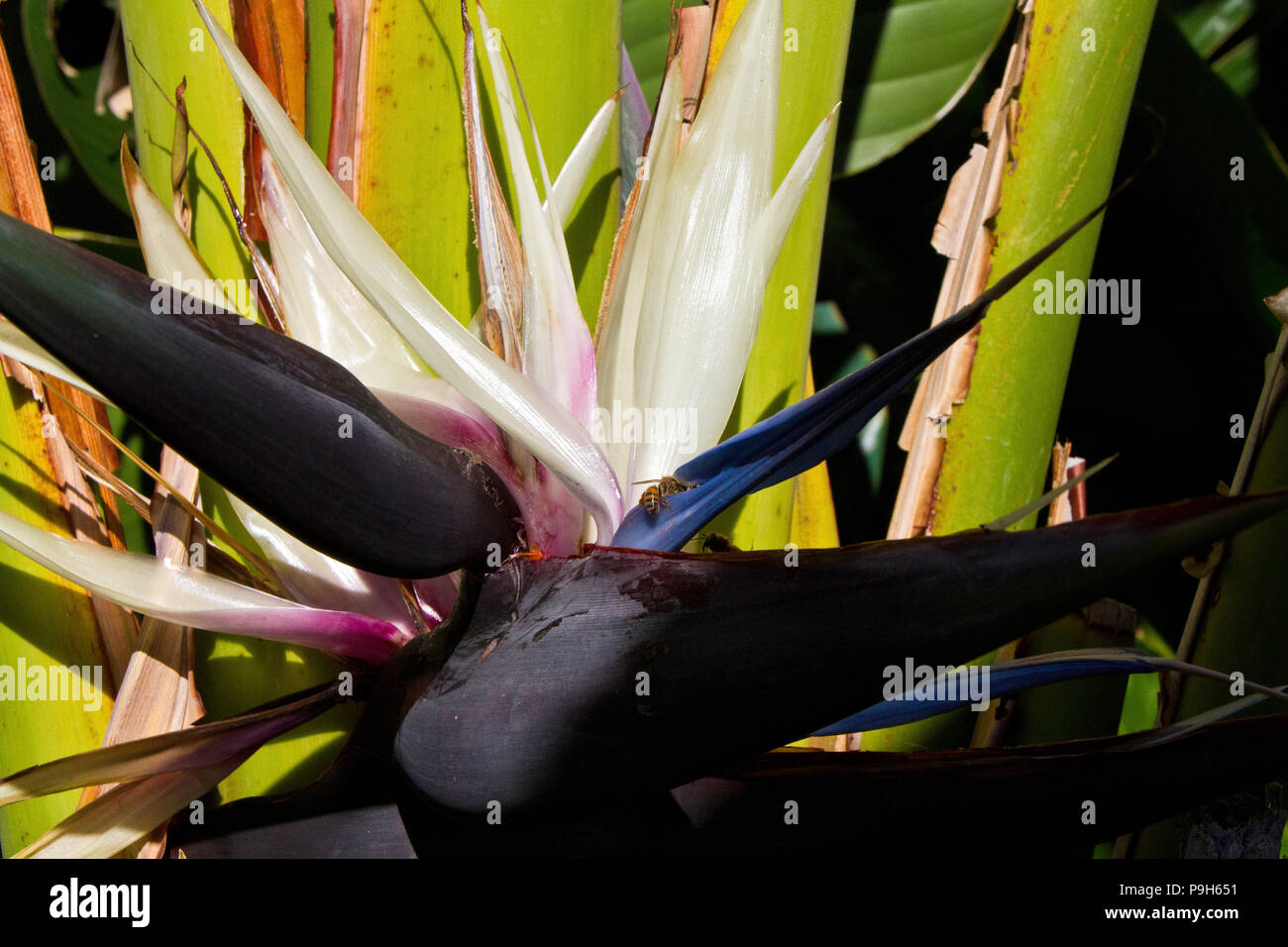 Api africane su Strelitzia nicolai flower - Natal Wild banana. Foto Stock