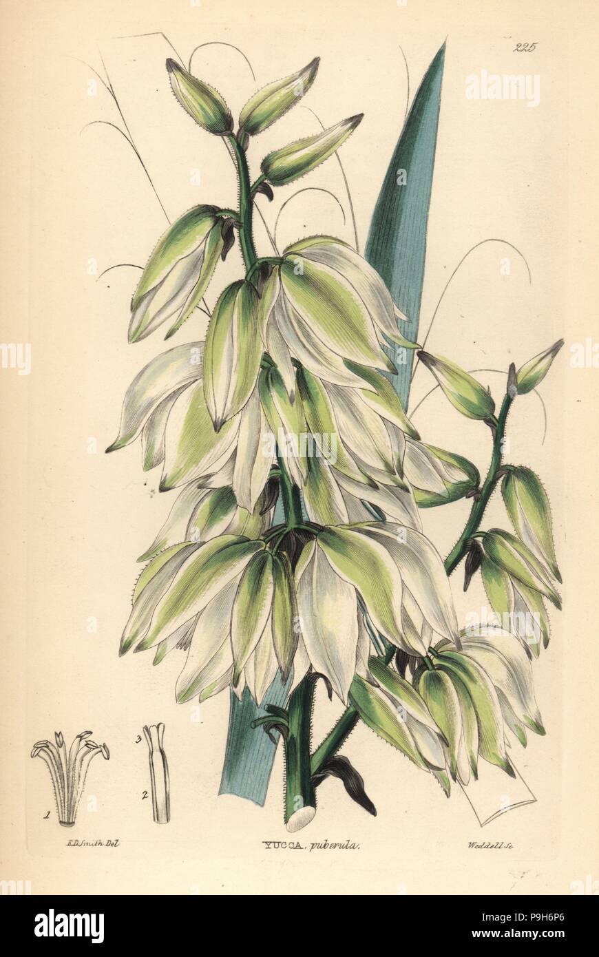 Adam's ago ago o palm, Yucca flaccida (roverella Adam's ago, Yucca puberula). Handcolored incisione su rame di Weddell dopo Edwin Dalton Smith da John Lindley e Robert dolce ornamentali del Giardino di fiori e di arbusti, G. Willis, Londra, 1854. Foto Stock