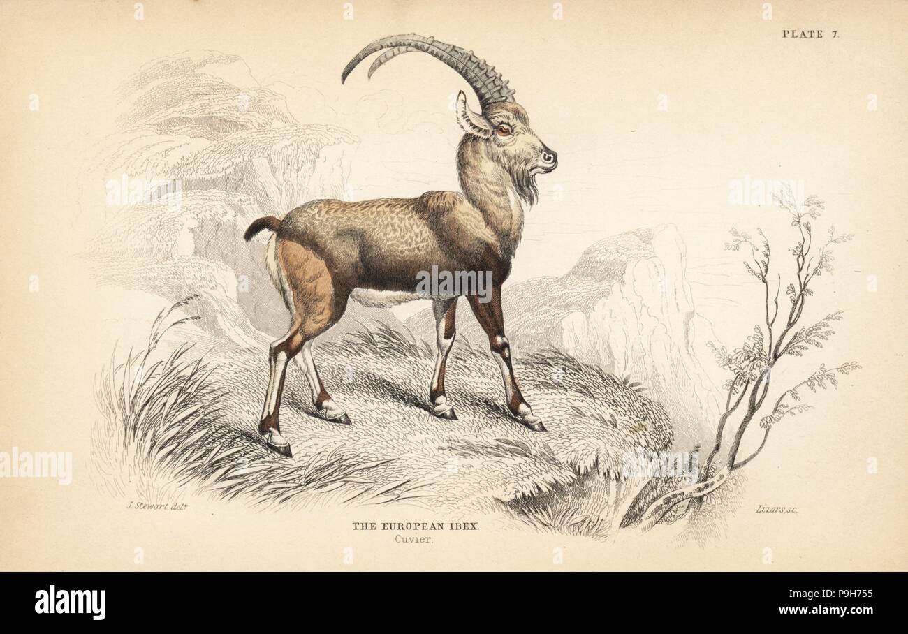 Unione di stambecco, Capra ibex. Acciaio Handcolored incisione di Lizars dopo una illustrazione di James Stewart da William Jardine naturalista della biblioteca, Edimburgo, 1836. Foto Stock