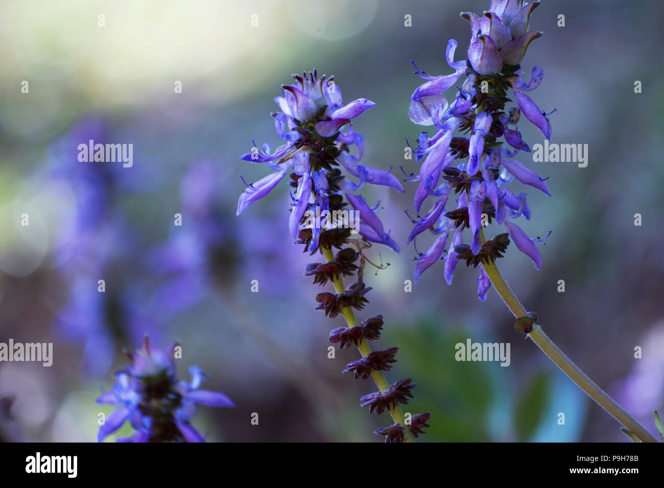 Plectranthus ornatus blue fiori in un giardino Foto Stock