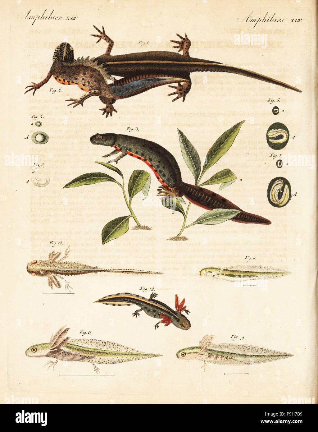 Newt liscia, Lissotriton vulgaris: femmina 1 e maschio 2, femmina depositare le uova su una foglia acquatiche 3, 4 uovo, sviluppo dei giovani 5-12. Handcolored incisione su rame da Friedrich Johann Bertuch's Bilderbuch fur Kinder (Picture Book per bambini), Weimar, 1823. Foto Stock