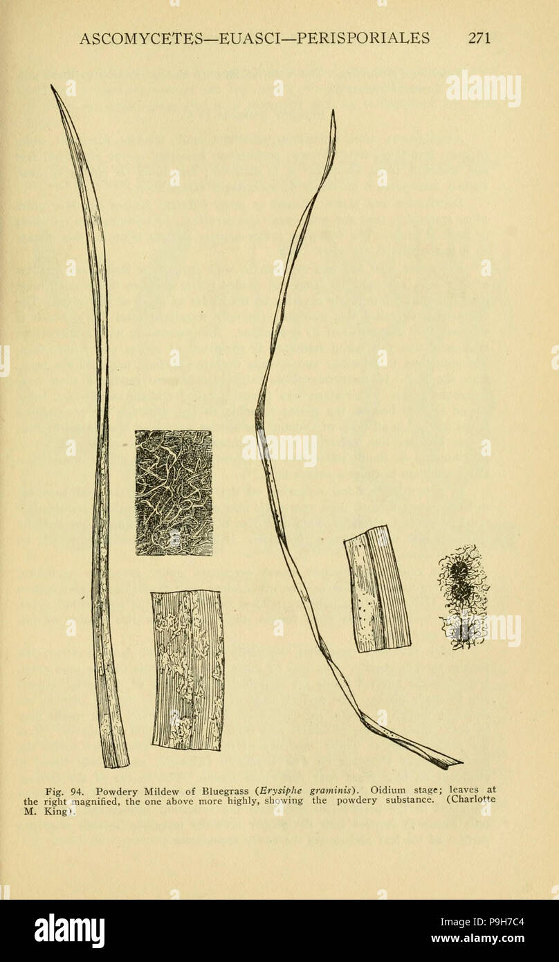 Un manuale di piante velenose (pagina 271, Fig. 94) Foto Stock