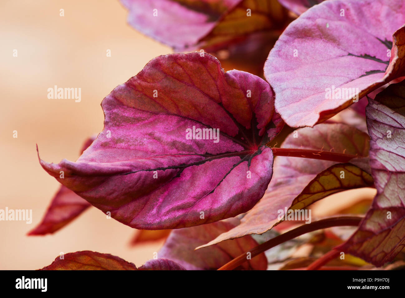 Red Bull begonia lascia Foto Stock