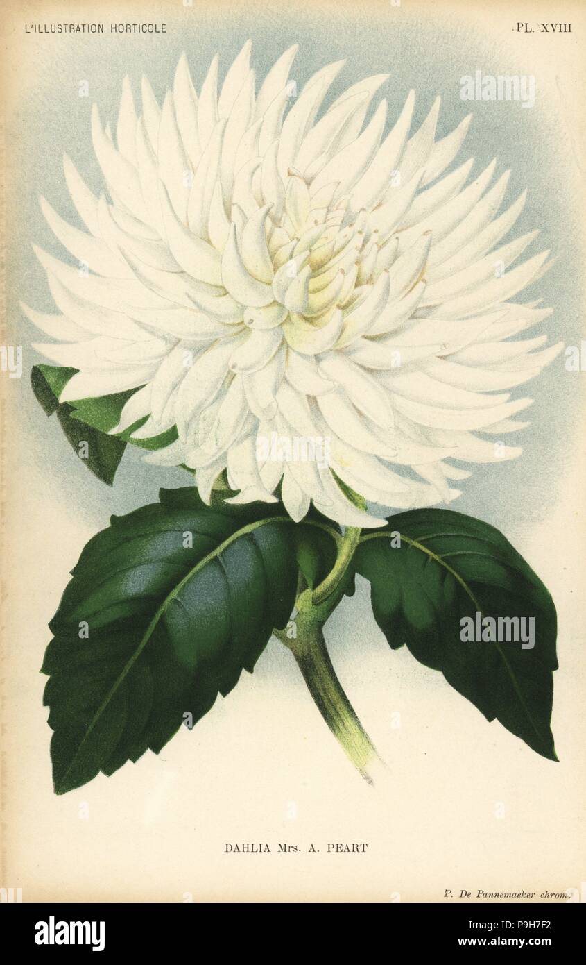 Dahlia ibrido, la sig.ra un Peart, il bianco originale varietà di cactus, sollevata da Thomas S. Ware di Tottenham. Chromolithograph da P. de Pannemaeker da Jean Linden's'Illustration horticole, Bruxelles, 1894. Foto Stock Dahlia ibrido, la sig.ra un Peart, il bianco originale varietà di cactus, sollevata da Thomas S. Ware di Tottenham. Chromolithograph da P. de Pannemaeker da Jean Linden's'Illustration horticole, Bruxelles, 1894. Foto Stock