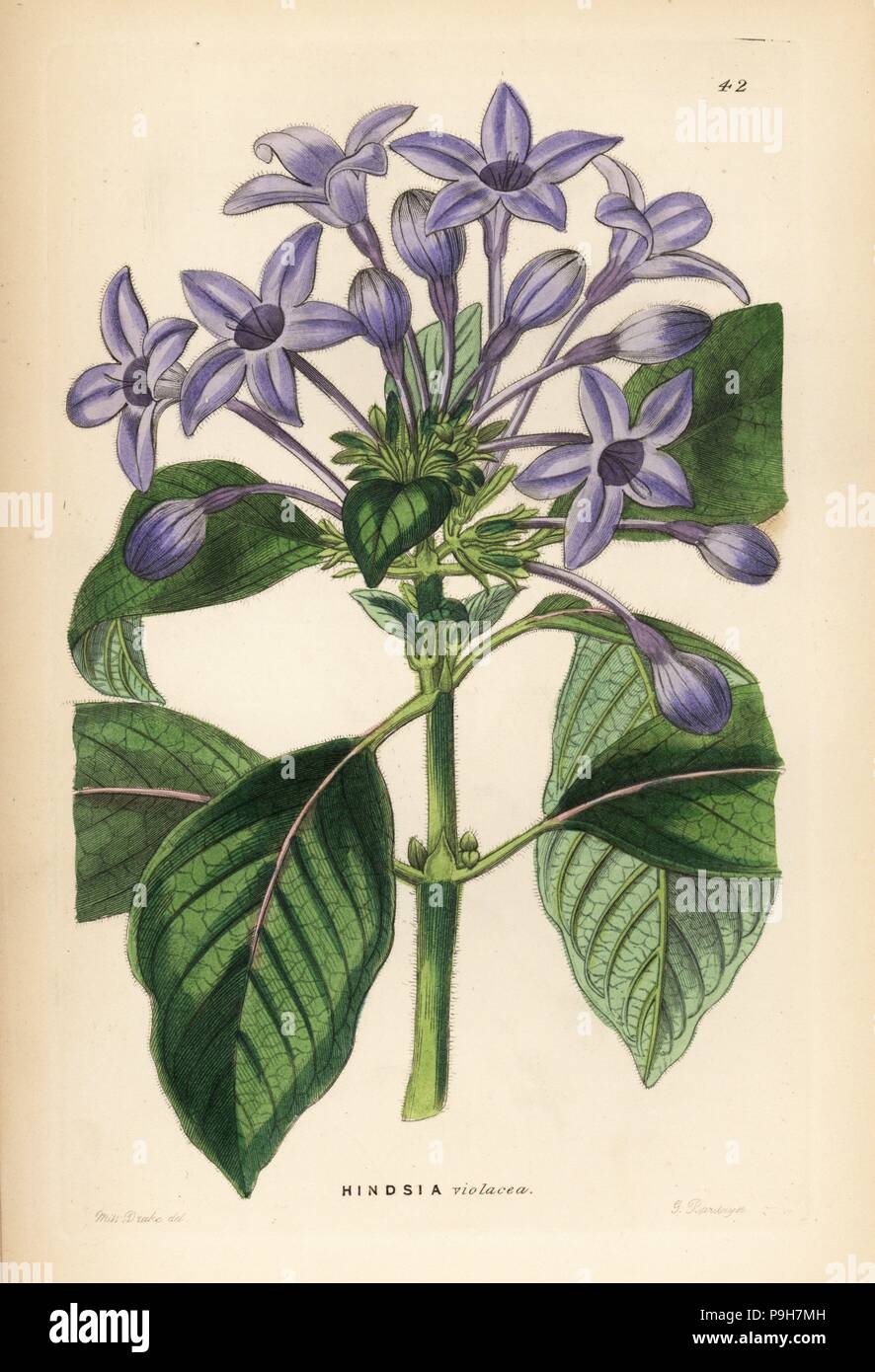 Porcellana hindsia blu, Hindsia violacea. Handcolored incisione su rame di G. Barclay dopo Miss Sarah Drake da John Lindley e Robert dolce ornamentali del Giardino di fiori e di arbusti, G. Willis, Londra, 1854. Foto Stock