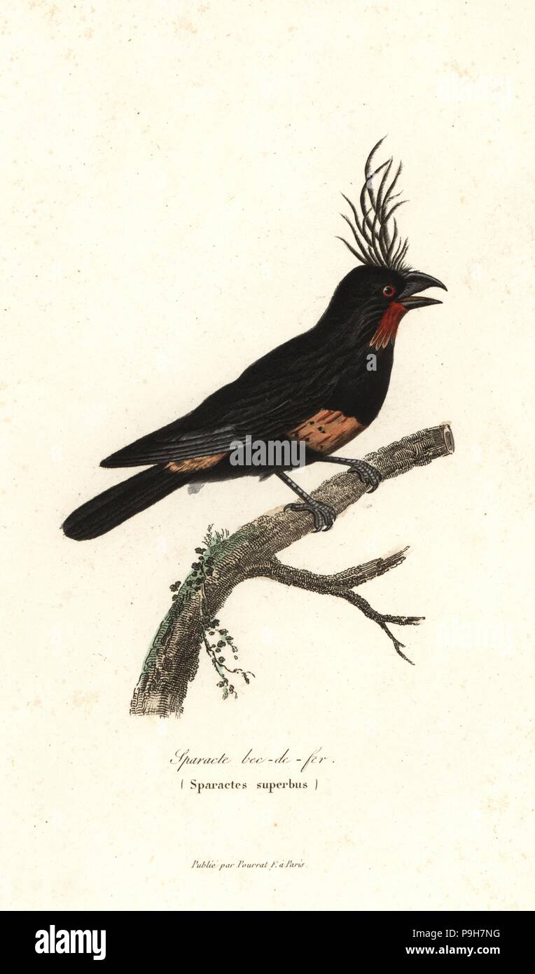 Sparacte bec-de-Fer, immaginario uccello, superbus Sparactes. Copiate da Francois Le Vaillant's Histoire Naturelle des oiseaux d'Afrique. Handcolored incisione su rame dal rene Primevere della lezione completa de Buffon, Pourrat Freres, Parigi, 1838. Foto Stock Sparacte bec-de-Fer, immaginario uccello, superbus Sparactes. Copiate da Francois Le Vaillant's Histoire Naturelle des oiseaux d'Afrique. Handcolored incisione su rame dal rene Primevere della lezione completa de Buffon, Pourrat Freres, Parigi, 1838. Foto Stock