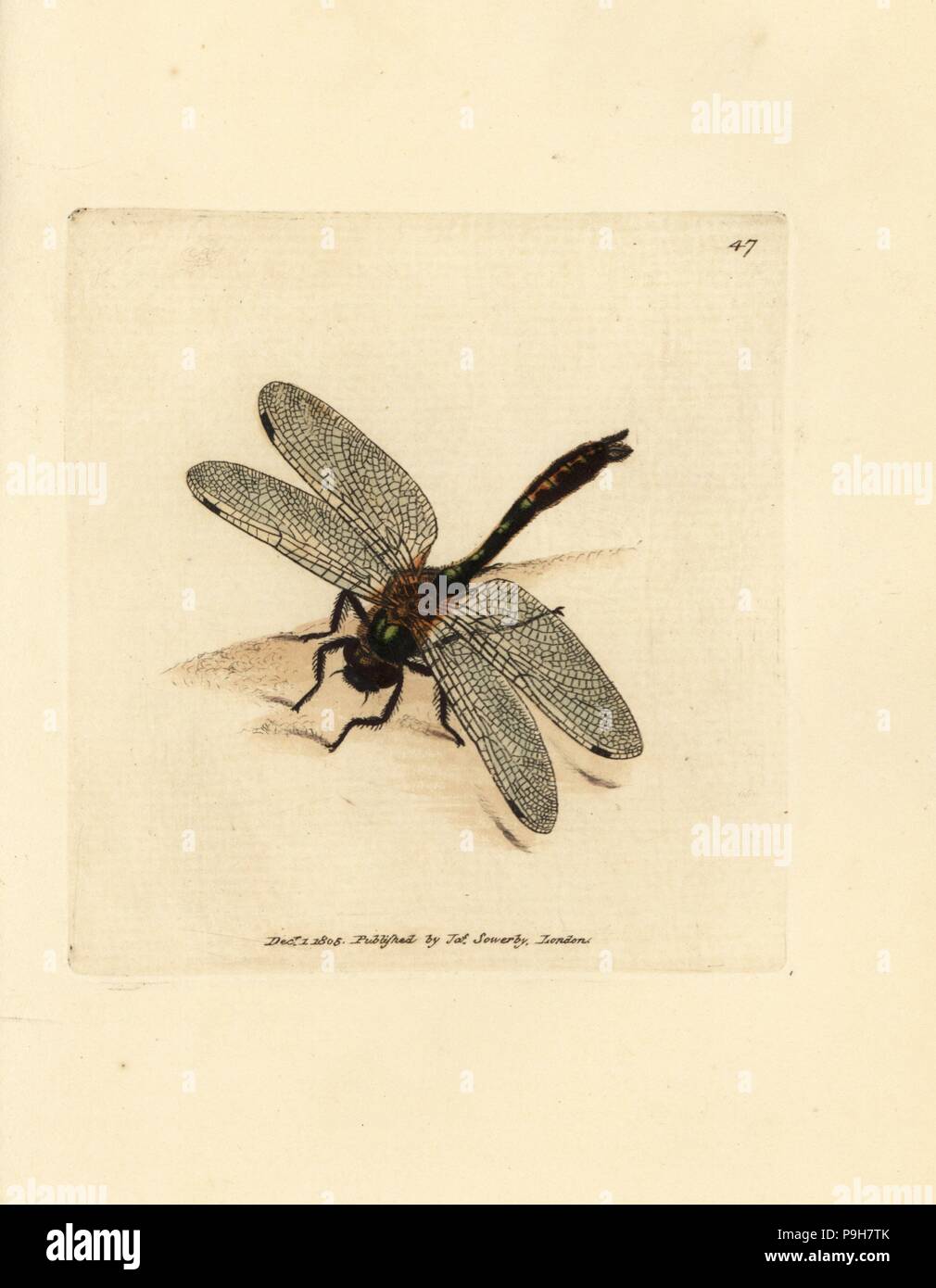 Roverella libellula smeraldo, Cordulia aenea (metallico a forma di libellula, Libellula aenea). Handcolored incisione su rame di James Sowerby dal British Miscellanea o figure colorate di nuovo, rare o poco note soggetti animali, Londra, 1804. Foto Stock