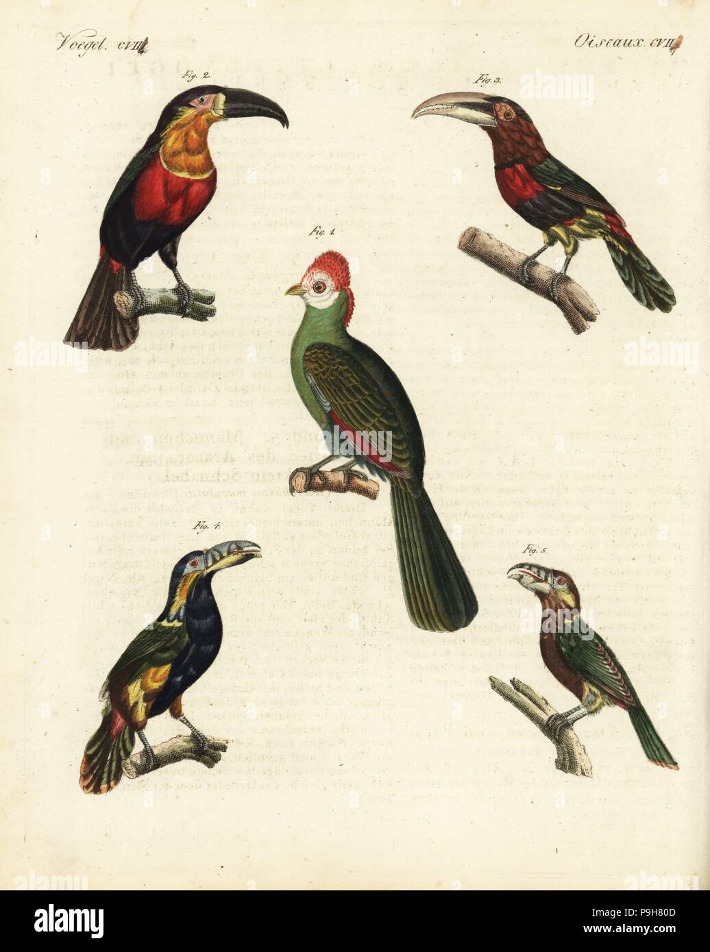 Rosso-crested's Turaco, Tauraco erythrolophus 1, verde-fatturati toucan, Ramphastos dicolorus 2, avorio-fatturati aracari, Pteroglossus azara 3 e spot-fatturati toucanet, Selenidera maculirostris, maschio 4 e femmina 5. Handcolored incisione su rame da Friedrich Johann Bertuch's Bilderbuch fur Kinder (Picture Book per bambini), Weimar, 1823. Foto Stock