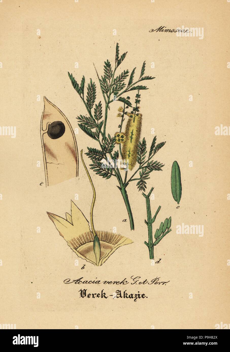 Gomma arabica tree, Acacia senegal (Acacia verek). Handcolored incisione su rame dal dott. Willibald Artus' Hand-Atlas sammtlicher mediinisch-pharmaceutischer Gewachse, (manuale di tutti i presidi medico-impianti farmaceutici), Jena, 1876. Foto Stock