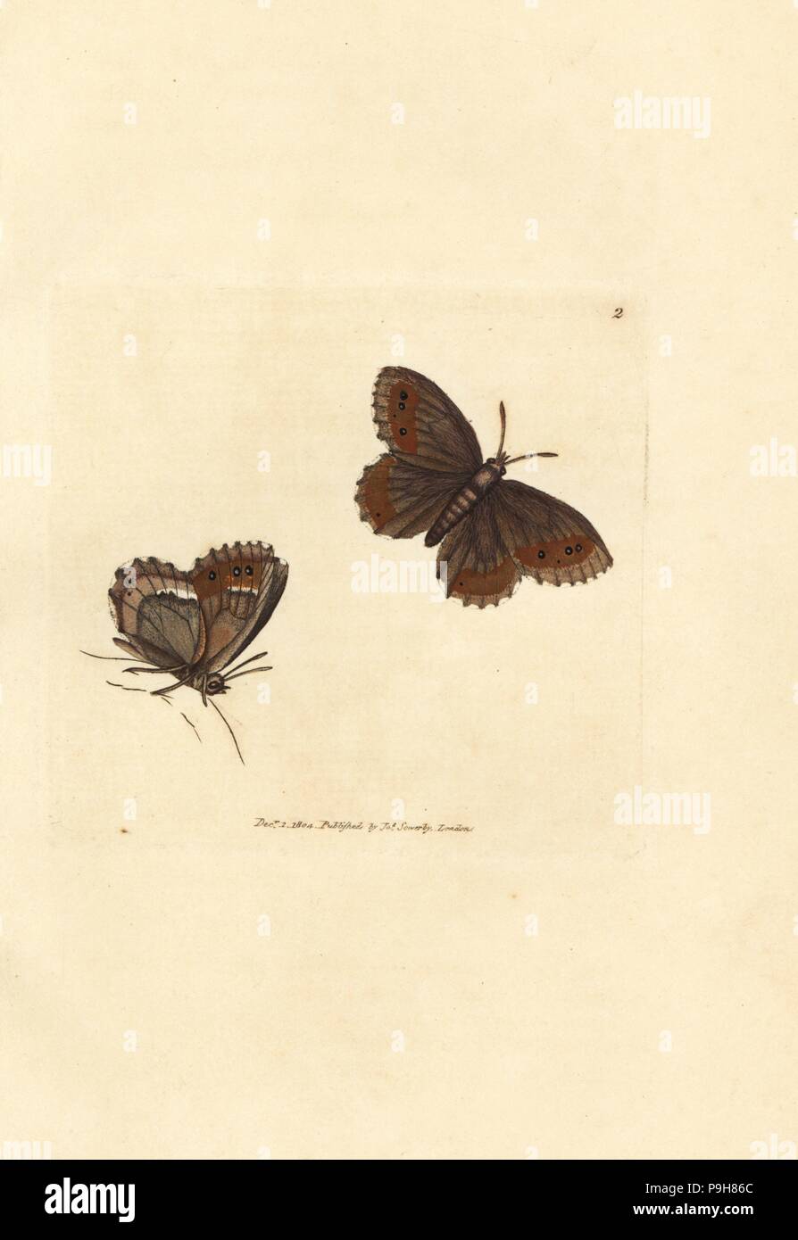 Scotch Argus butterfly, Erebia aethiops (Papilio blandina). Handcolored incisione su rame di James Sowerby dal British Miscellanea o figure colorate di nuovo, rare o poco note soggetti animali, Londra, 1804. Foto Stock