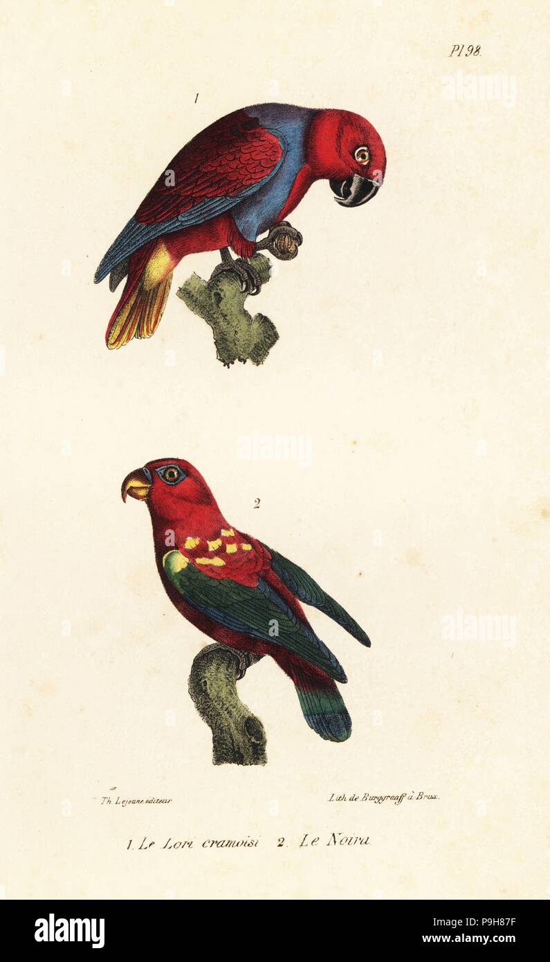 Eclectus parrot, Eclectus roratus e lory di chattering, Lorius garrulus (vulnerabili). Handcolored litografia dal Th. Lejeune di opere complete di Buffon, Oeuvres completa de Buffon, Bruxelles, 1837. Foto Stock