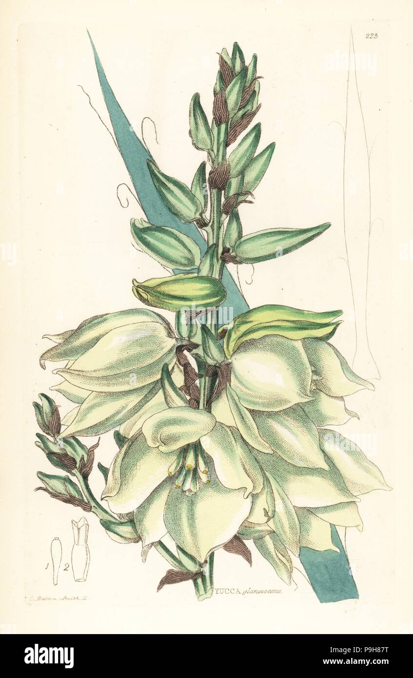 Adam's ago ago o palm, Yucca flaccida (Glaucescent Adam's ago, Yucca glaucescens). Handcolored incisione su rame di Weddell dopo Edwin Dalton Smith da John Lindley e Robert dolce ornamentali del Giardino di fiori e di arbusti, G. Willis, Londra, 1854. Foto Stock