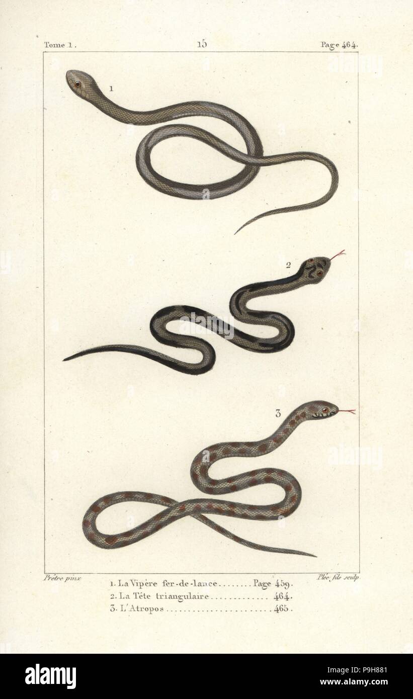 Lancehead, Bothrops atrox 1, Ceylon pit viper, Trimeresurus trigonocephalus 2 e berg sommatore, Bitis atropo 3. Handcolored incisione su rame da Plee Jr. dopo una illustrazione di Jean-Gabriel Pretre da Bernard Germain de Lacepede la storia naturale di ovipari quadrupedi, serpenti, i pesci e i cetacei, Eymery, Parigi, 1825. Foto Stock