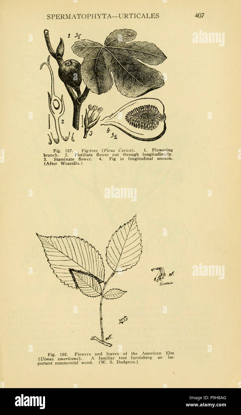 Un manuale di piante velenose Cedar Rapids, Ia. :La Torcia premere,1910-11. Foto Stock