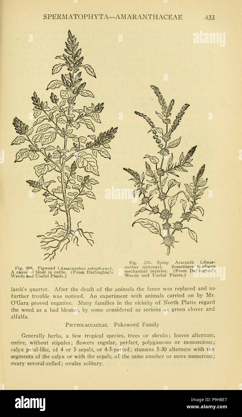 Un manuale di piante velenose (pagina 433, Fig. 209-210) Foto Stock