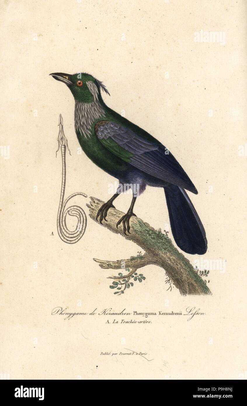 Tromba manucode, Phonygammus keraudrenii. Handcolored incisione su rame dal rene Primevere della lezione completa de Buffon, Pourrat Freres, Parigi, 1838. Foto Stock Tromba manucode, Phonygammus keraudrenii. Handcolored incisione su rame dal rene Primevere della lezione completa de Buffon, Pourrat Freres, Parigi, 1838. Foto Stock