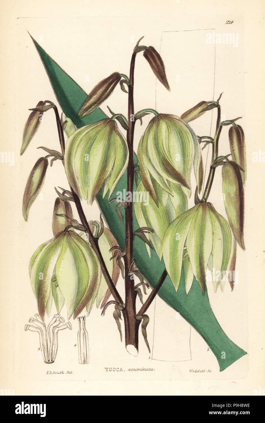La Yucca gloriosa, Yucca gloriosa (rastremantesi a fiore Adam's ago, Yucca acuminati). Handcolored incisione su rame di Weddell dopo Edwin Dalton Smith da John Lindley e Robert dolce ornamentali del Giardino di fiori e di arbusti, G. Willis, Londra, 1854. Foto Stock