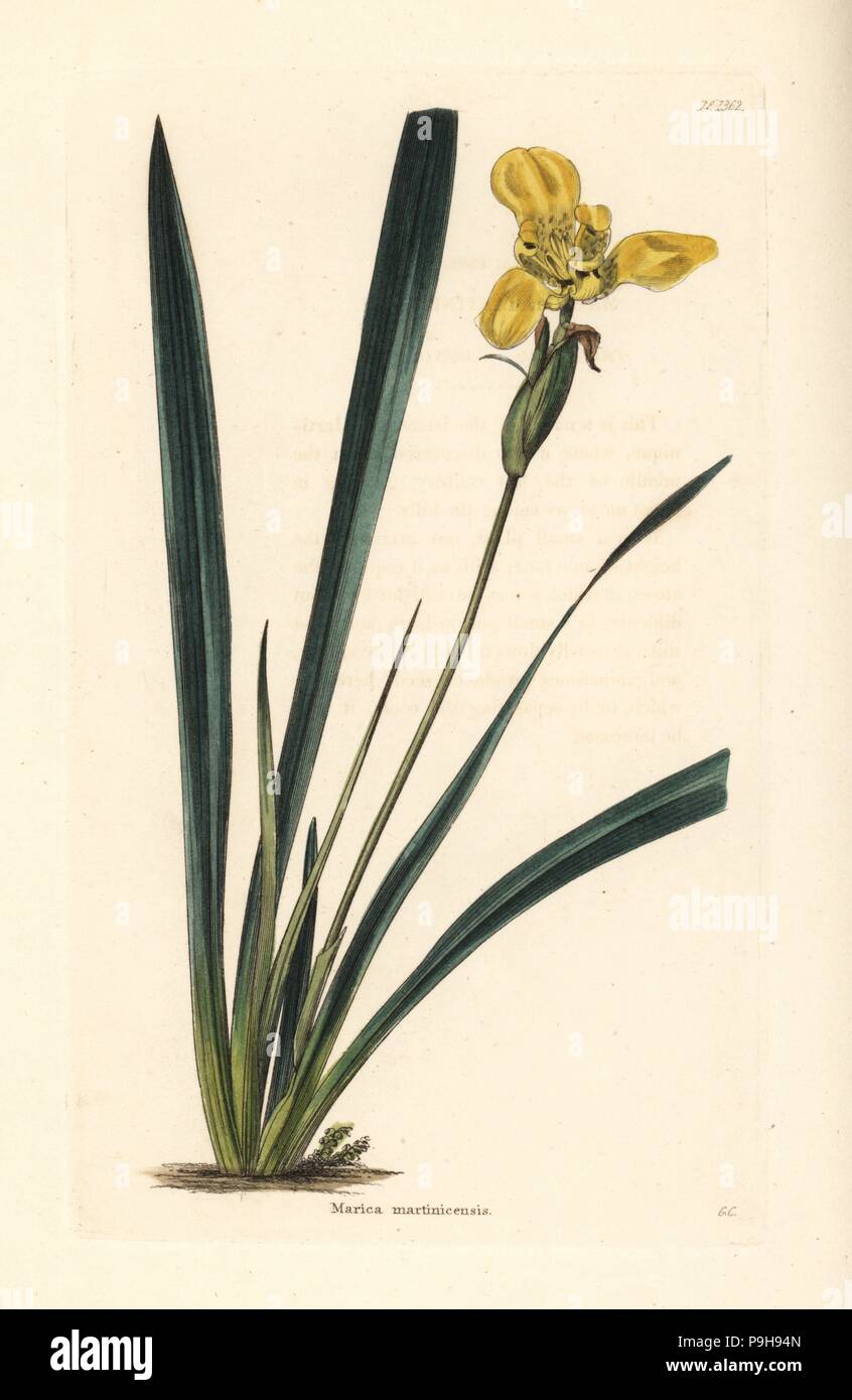 Giallo iris a piedi, Trimezia martinicensis (Marica martinicensis). Handcolored incisione su rame da George Cooke da Conrad Loddiges' armadio botanico, Hackney, 1828. Foto Stock