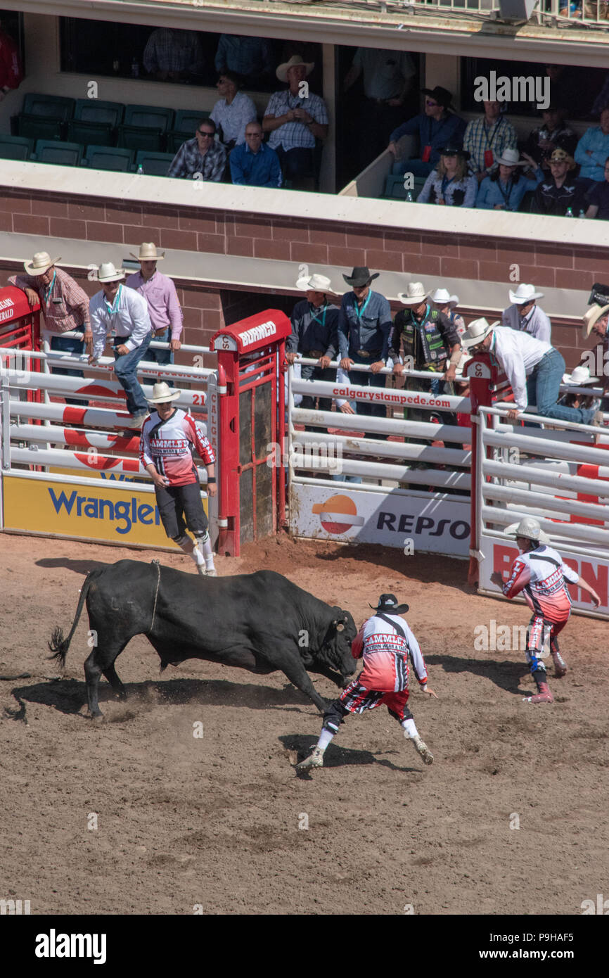Bull Evento di equitazione a Calgary Stampede Rodeo, Stampede Grounds, Calgary, Alberta, Canada Foto Stock