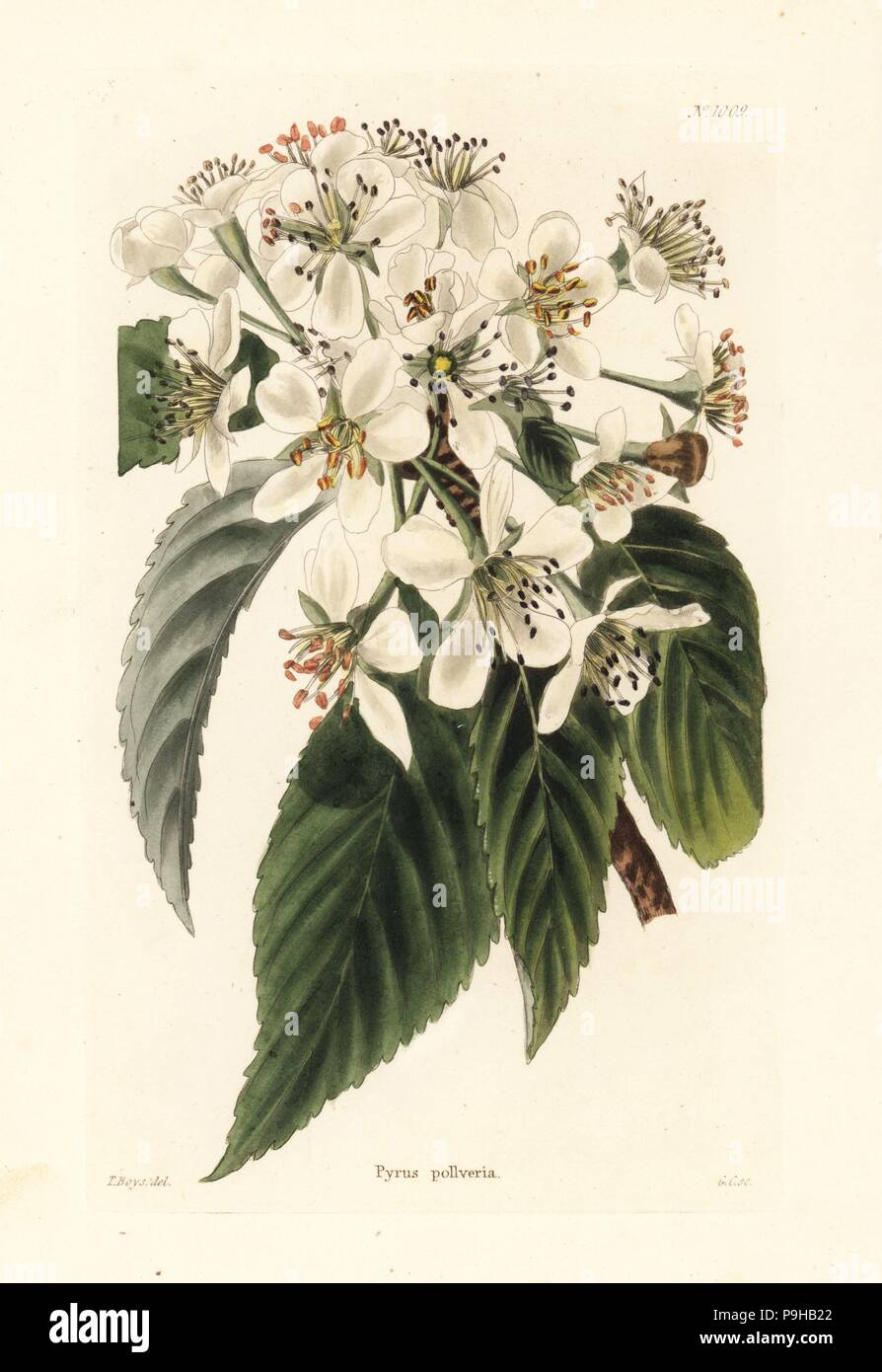 Varietà di pere denominato per il barone Pollwill, Pyrus pollveria. Handcolored incisione su rame da George Cooke dopo Thomas Shotter Boys da Conrad Loddiges' armadio botanico, Hackney, 1825. Foto Stock