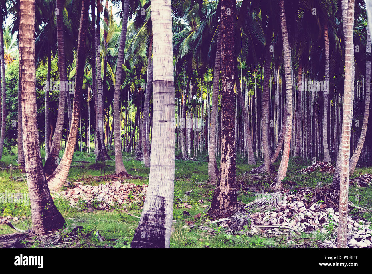 Data paln alberi. Sfondo di tronchi di alberi di palma. Palm grove. una fitta foresta. Foto Stock
