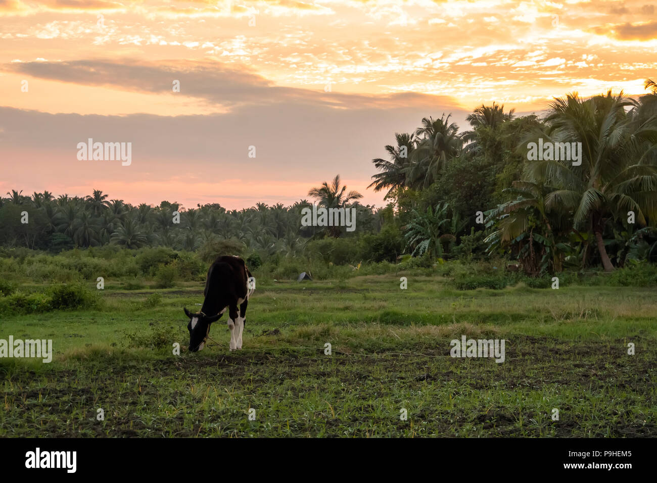 Mucca al pascolo in un prato su uno sfondo di palme. Paesaggio esotico. Una zona rurale tranquilla vita nelle isole Andamane. luce della sera, bel tramonto in t Foto Stock